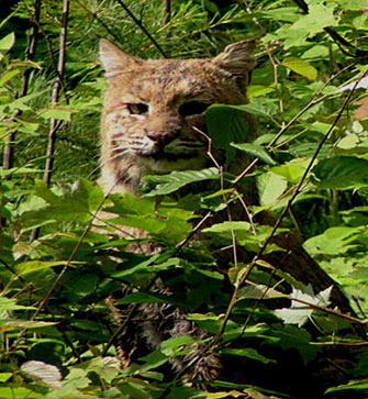 Bobcat