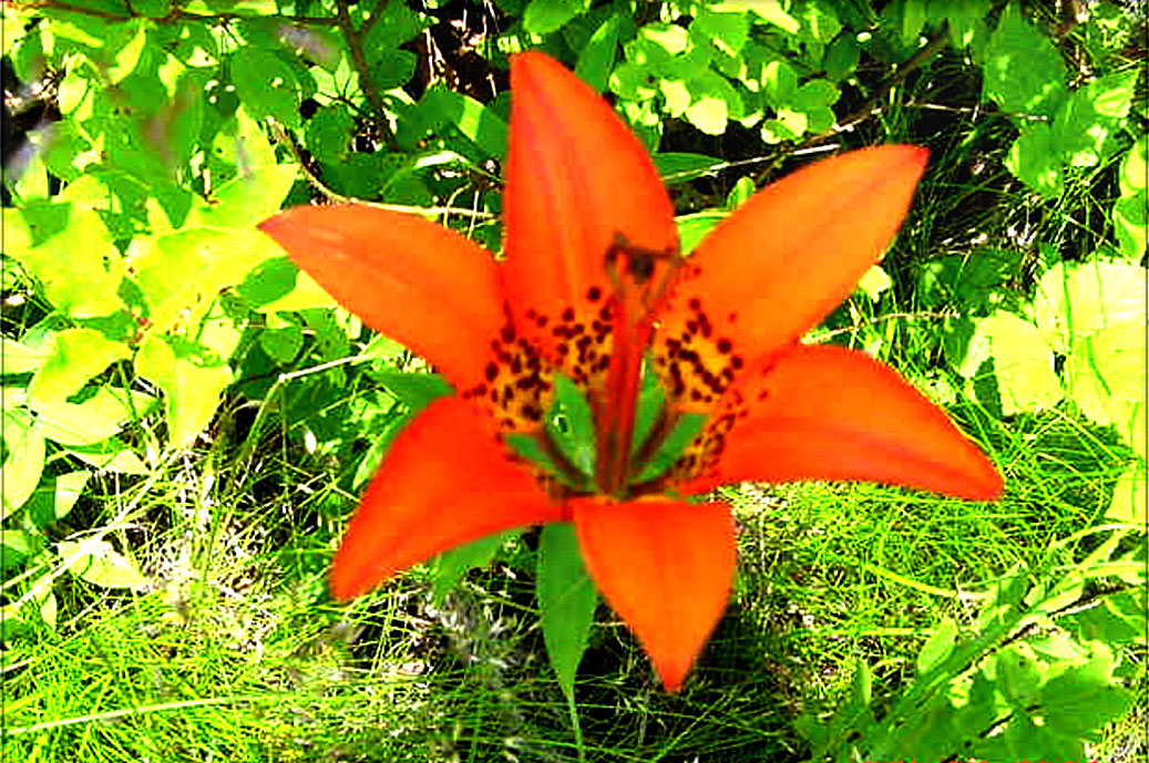 Wood Lily