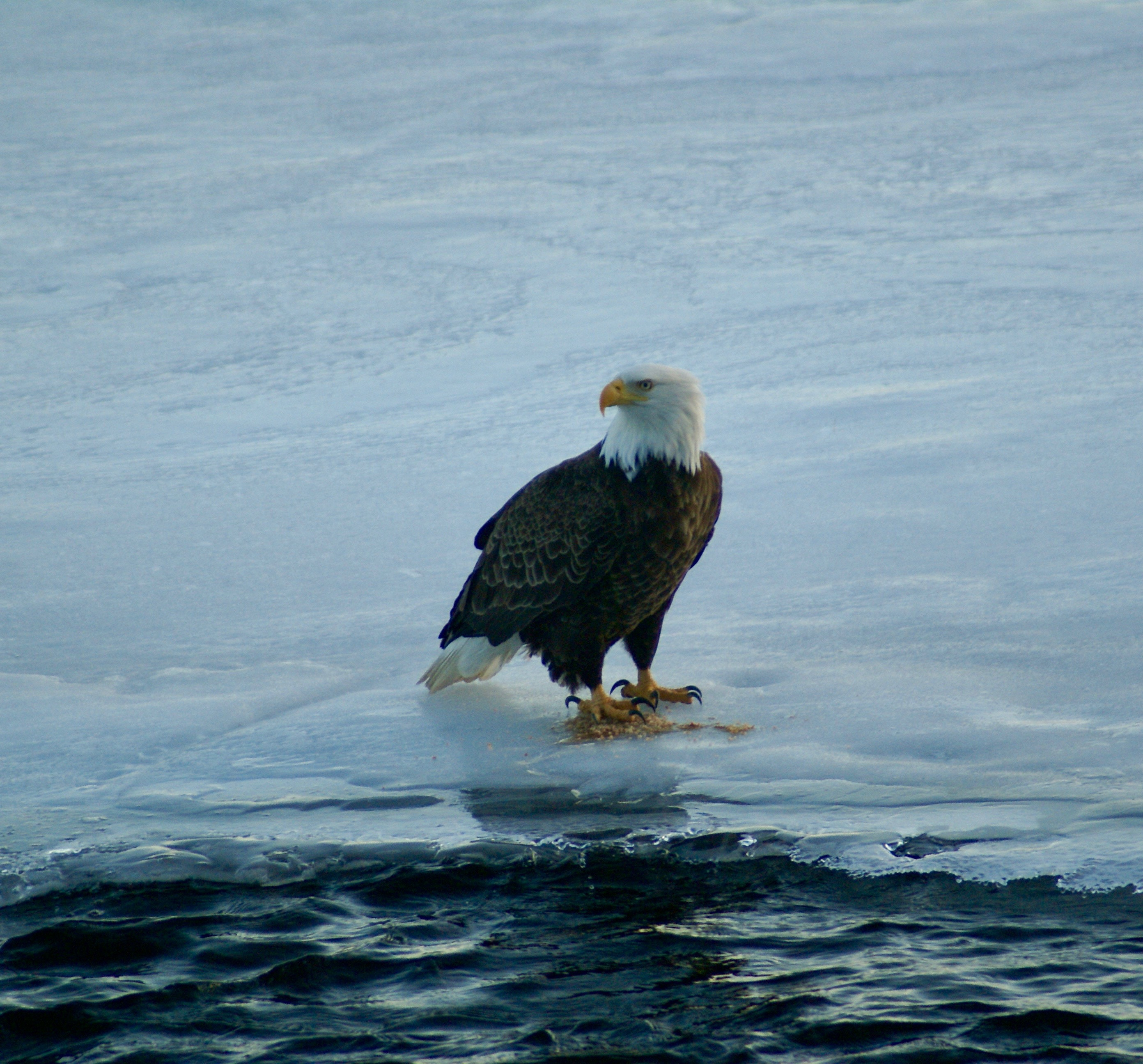 Eagle 