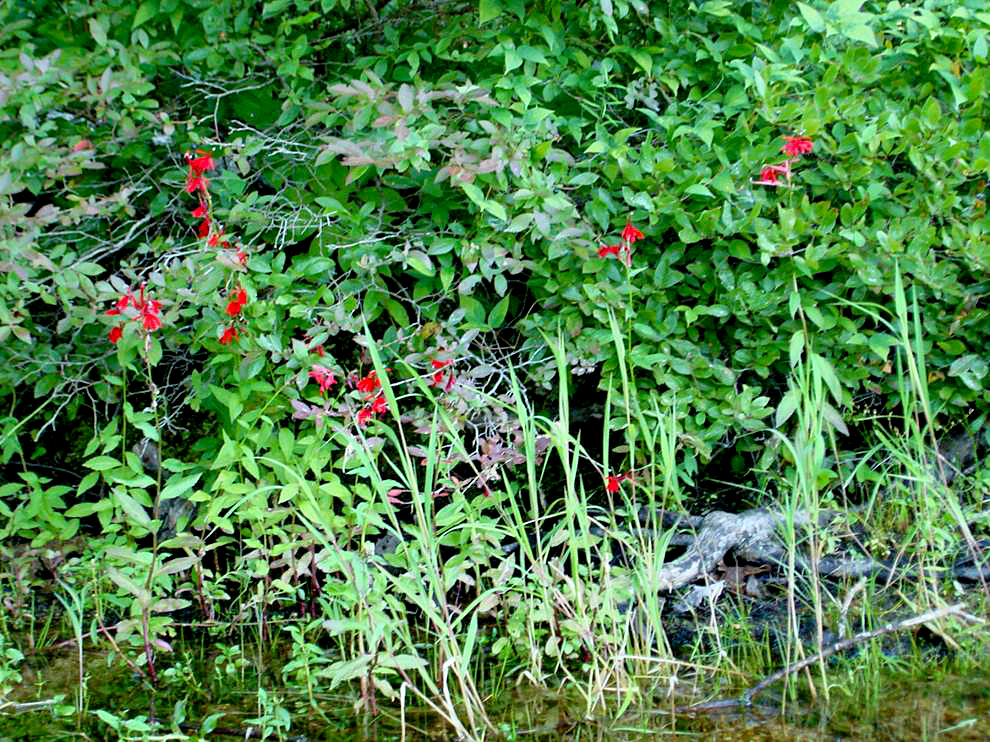 Cardinal Flowers