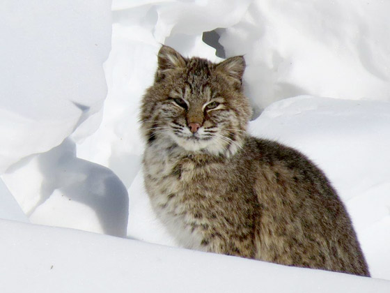 Bobcat