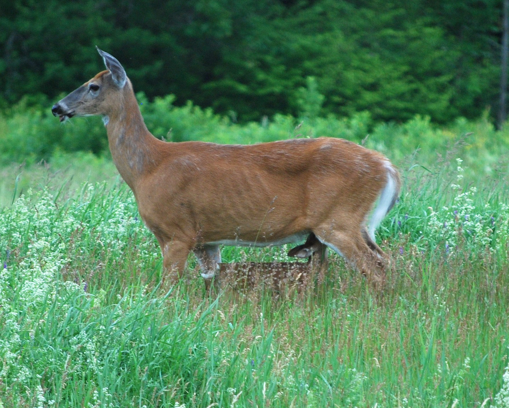 doe with fawn