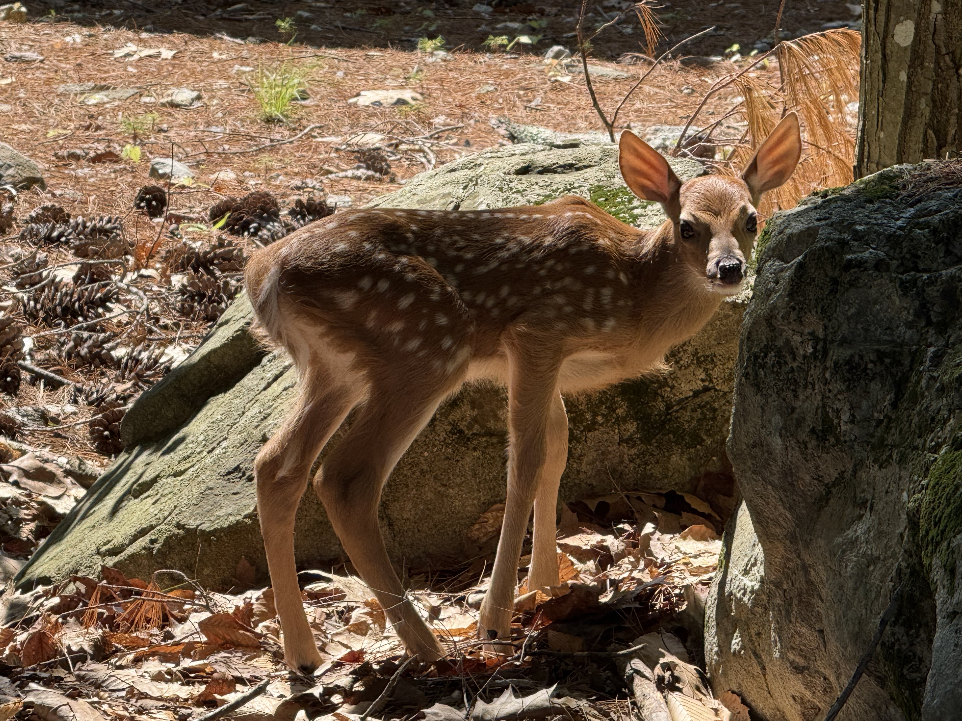 White-Tailed Deer Fawn