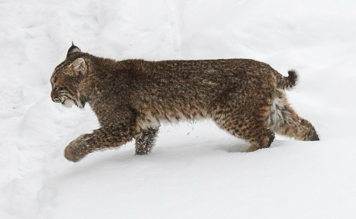 Bobcat in Winter 2