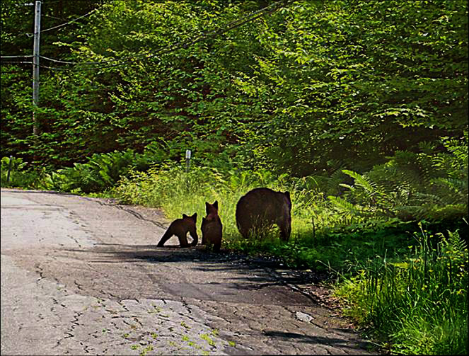 Bear with cubs