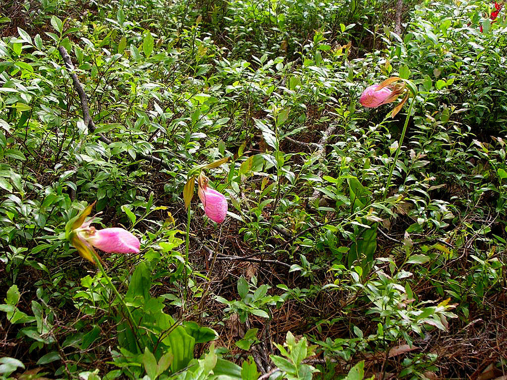 Pink Lady Slippers