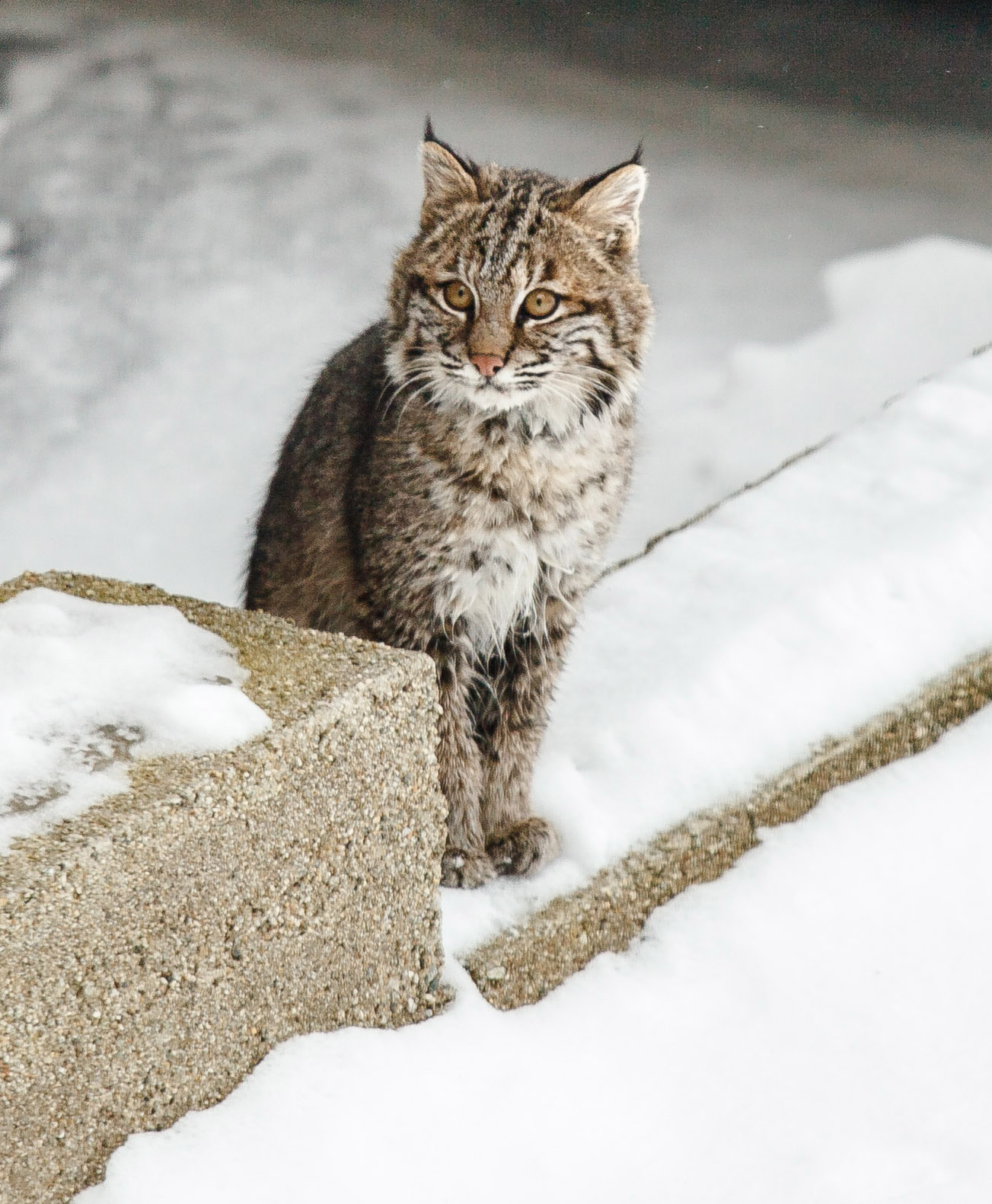 Bobcat in Winter